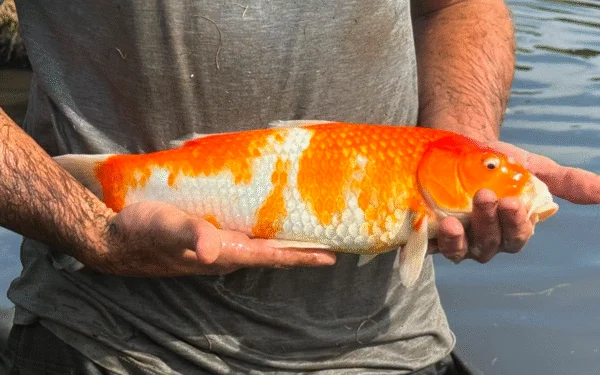 Carpa Colorida